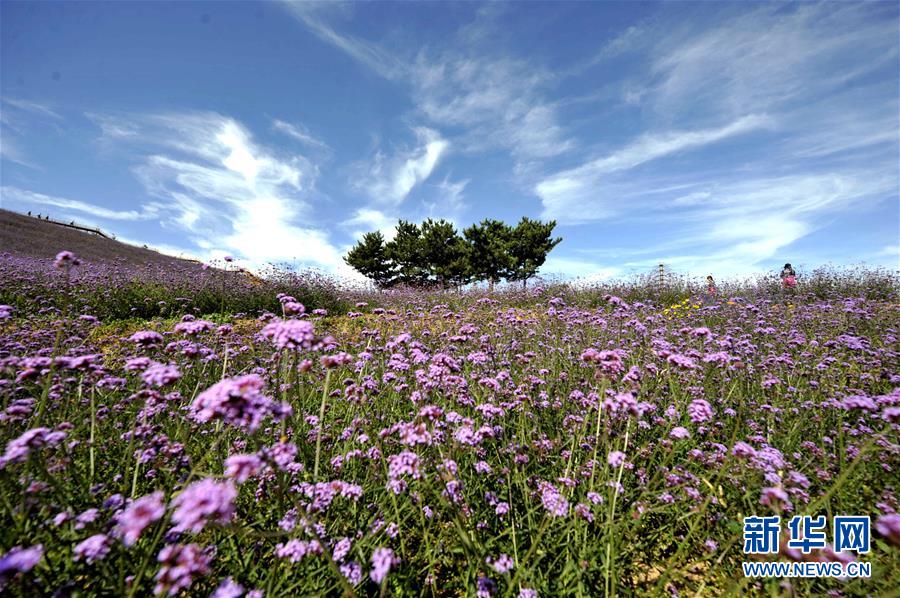 燕山花海秋日美