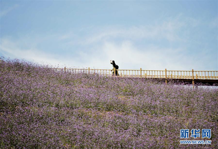 燕山花海秋日美