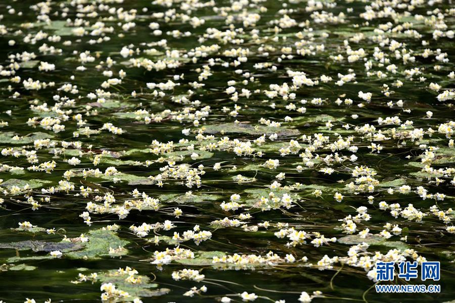 廣西都安海菜花開