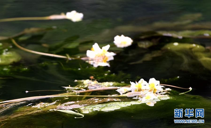 廣西都安海菜花開