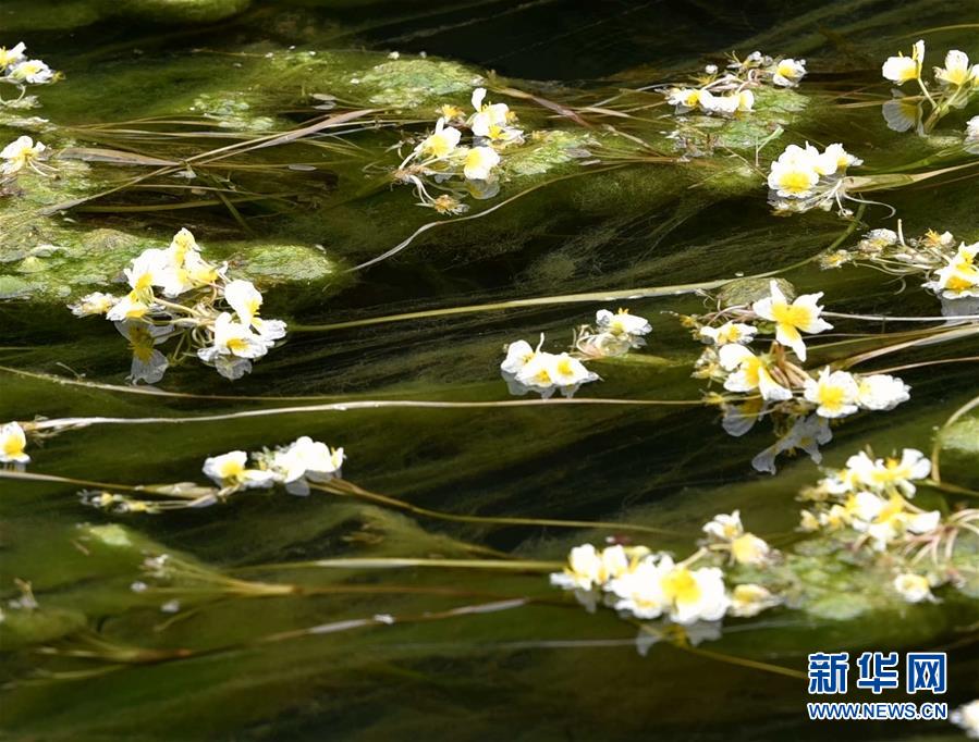 廣西都安海菜花開