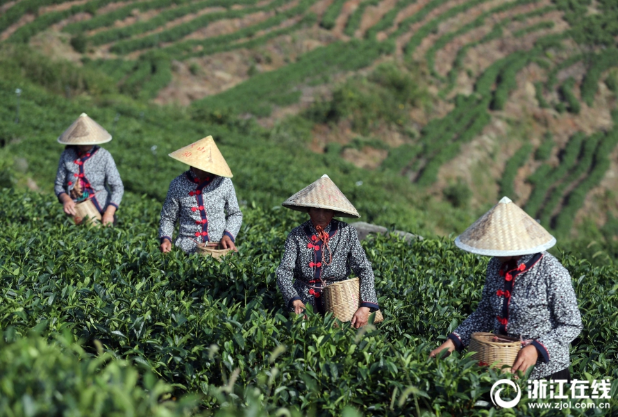 台州：又到秋茶採摘時