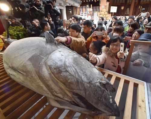 日本一神社供奉金槍魚 民眾貼香錢求財運(圖)