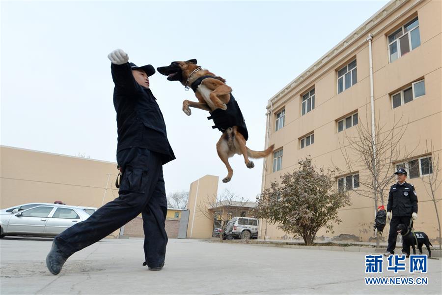 警犬“年訓”備春運(高清組圖)