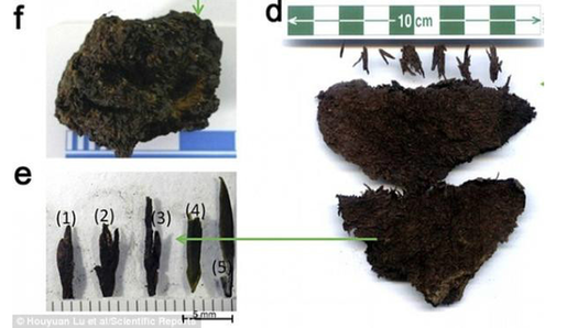 陜西發現世界現存最早茶葉 並非飲品或為藥品