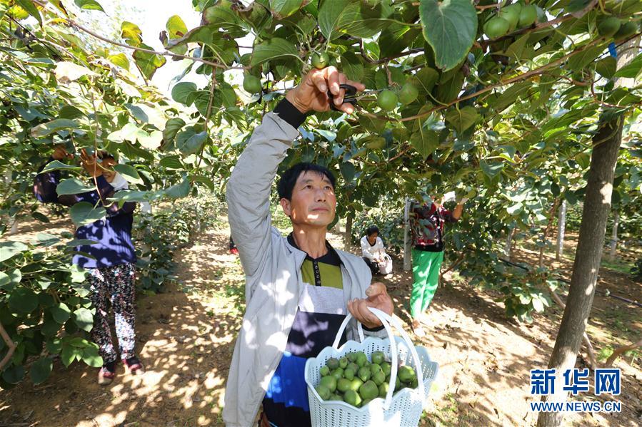 遼寧大連“迷你獼猴桃”豐收上市