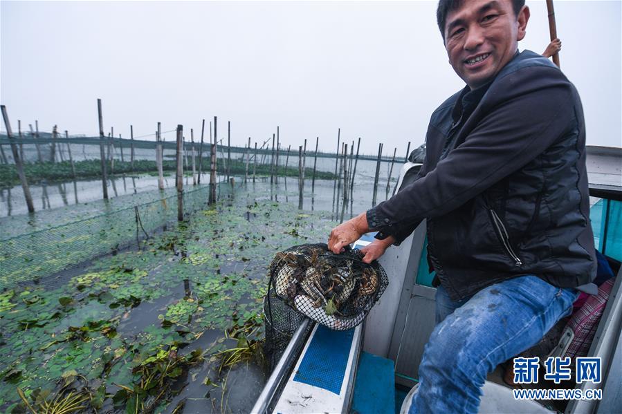 太湖“水上牧場”開啟豐收季