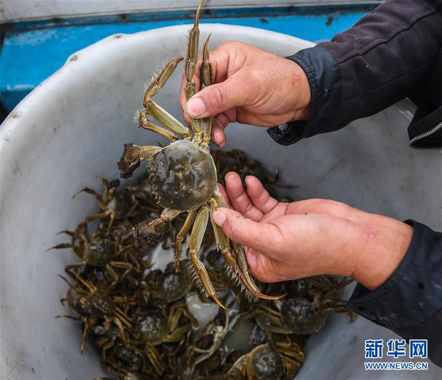 太湖“水上牧場”開啟豐收季