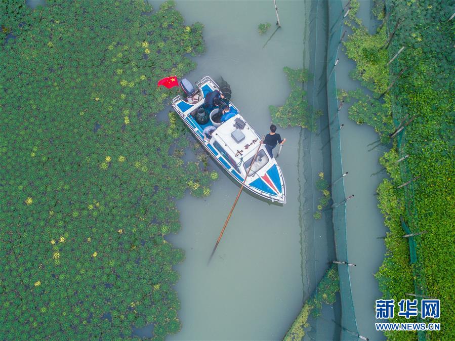 太湖“水上牧場”開啟豐收季