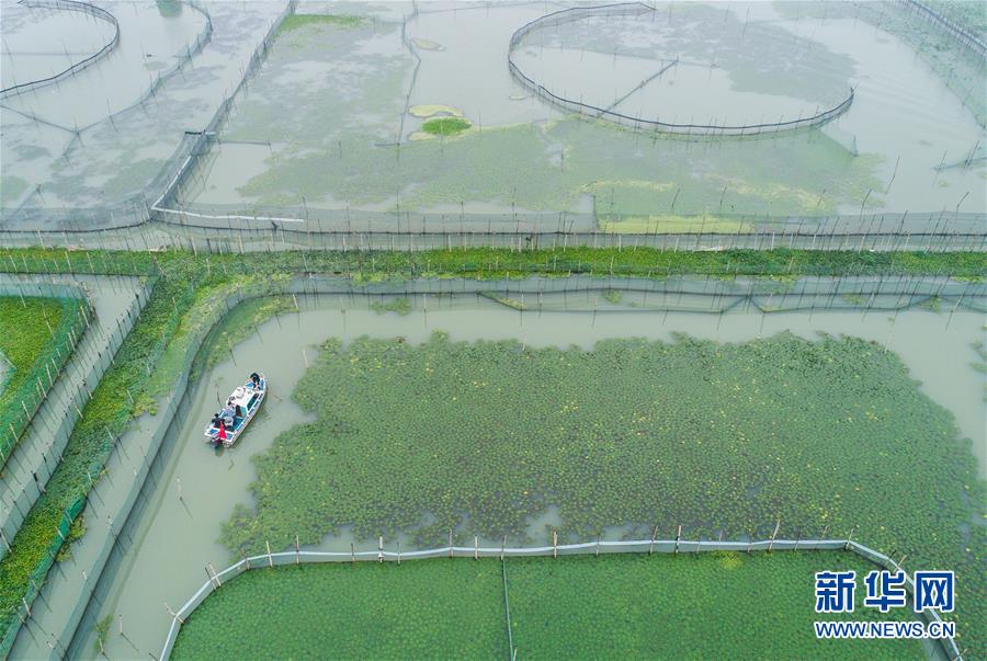 太湖“水上牧場”開啟豐收季