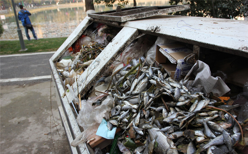 武漢一公園出現大量死魚 疑有人投藥