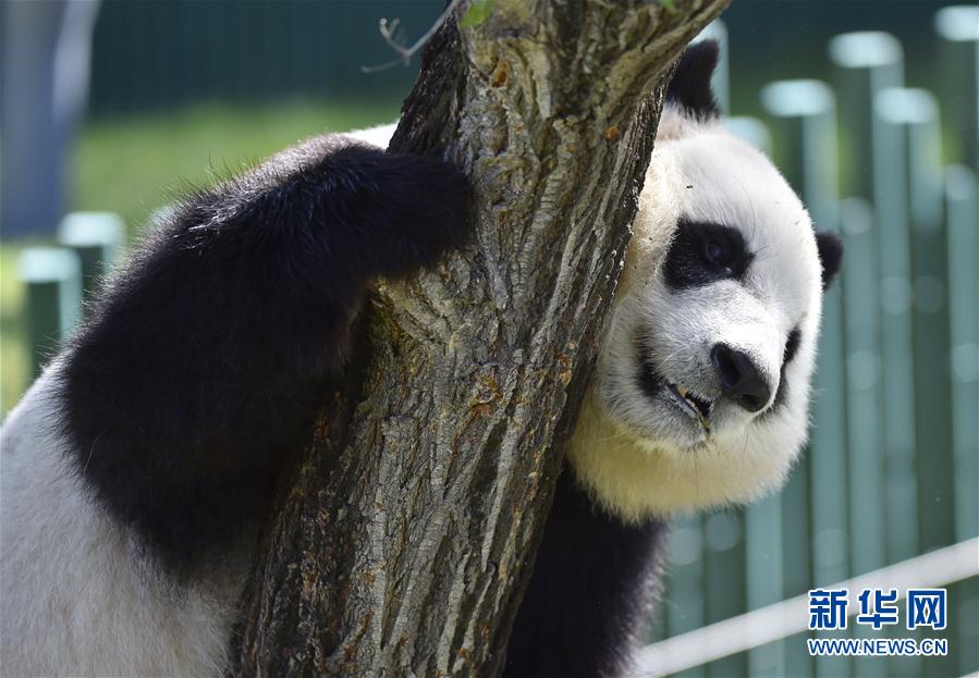 瀋陽森林動物園熊貓館正式開館