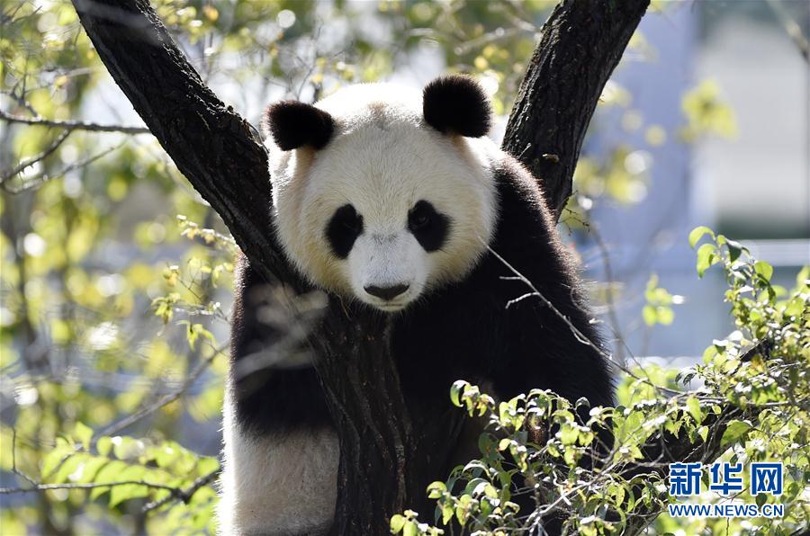 瀋陽森林動物園熊貓館正式開館