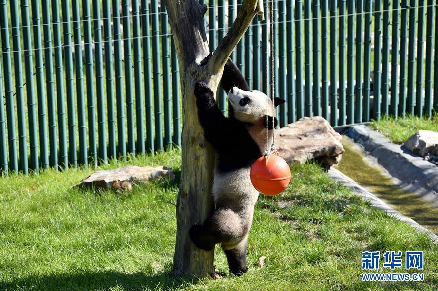 瀋陽森林動物園熊貓館正式開館