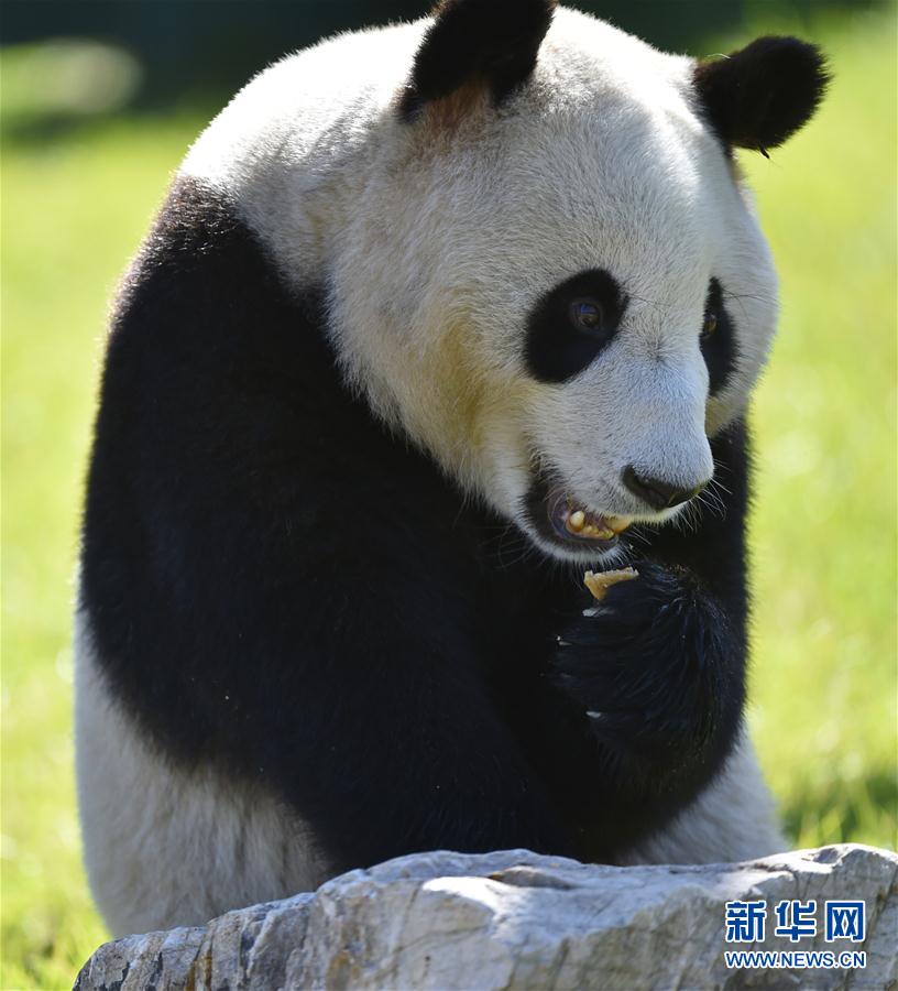 瀋陽森林動物園熊貓館正式開館