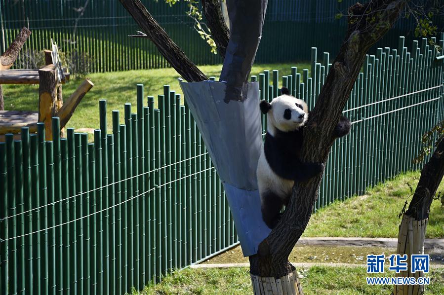 瀋陽森林動物園熊貓館正式開館