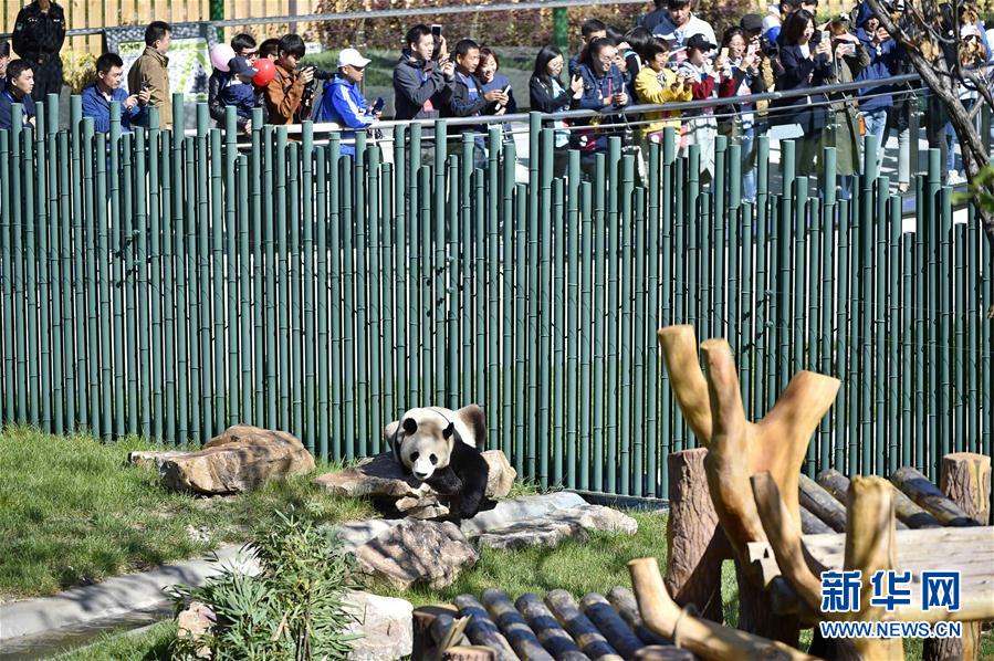 瀋陽森林動物園熊貓館正式開館