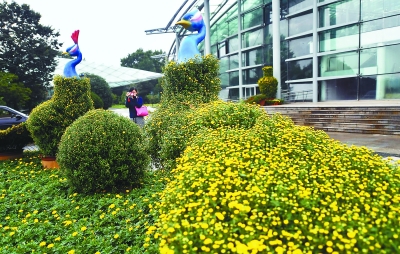 （節慶會展）2017年國慶花展在南京市中山植物園舉行