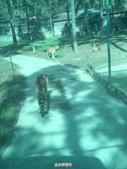 武漢動物園觀光車被凍熄火 猛虎圍困遊客半小時