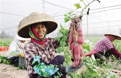 還未審核【財經】【扶貧專題-焦點圖】【即時快訊】澄邁橋頭地瓜邁出發展新步伐