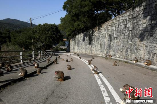 香港公園猴子結伴曬太陽 遍及馬路旁若無人