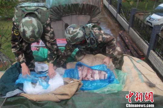 雲南邊防春節前重拳打擊走私 繳獲走私凍品126噸