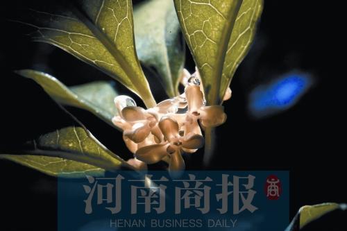 【河南在線摘要】鄭州桂花再次飄香 天氣反復無常是“幕後推手”