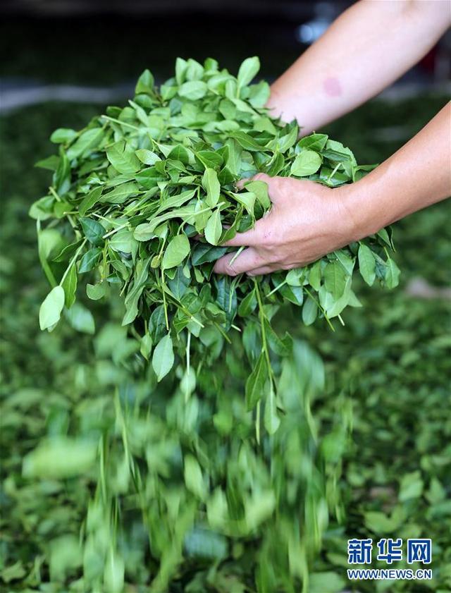 寒露時節 安溪鐵觀音秋茶飄香