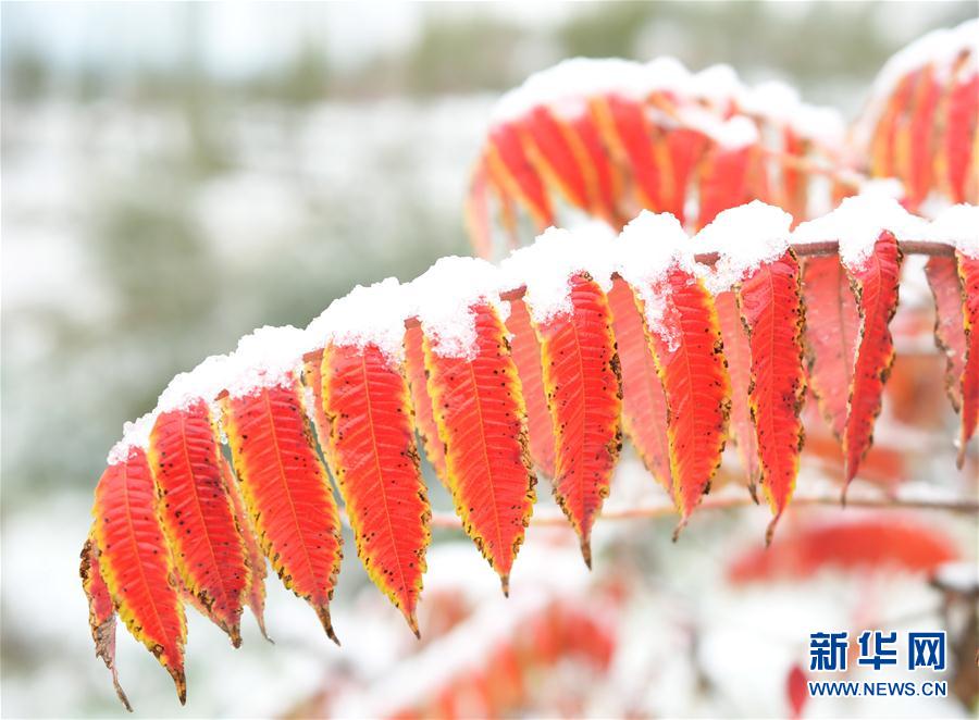 內蒙古甘肅等地出現降雪