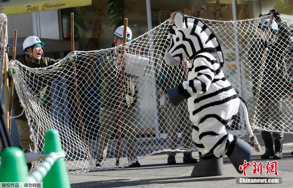 日本動物園演習"動物越獄" 圍捕"斑馬"(組圖)