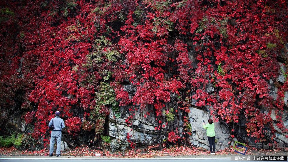 北京門頭溝紅葉進入觀賞期 吸引市民前往拍照