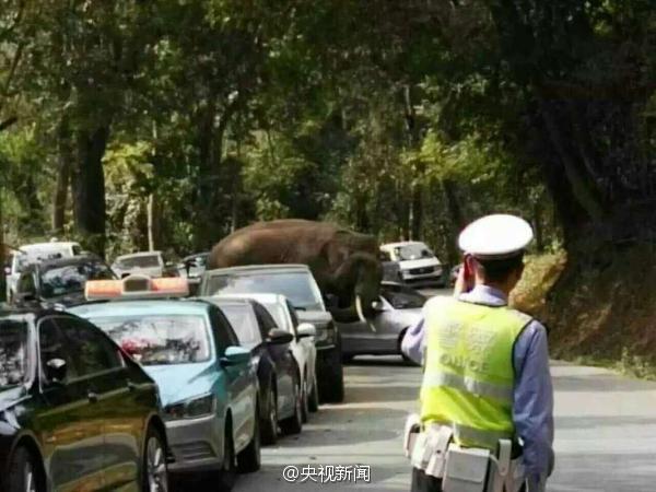 雲南一景區道路上現野象 連撞14輛汽車