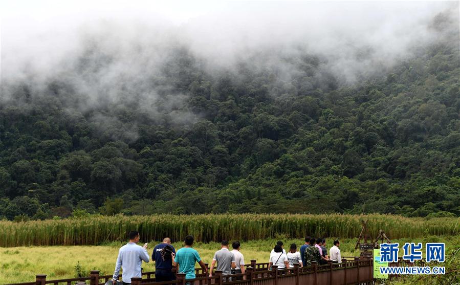 雲南普洱堅持“生態立市” 森林覆蓋率升至68.8%