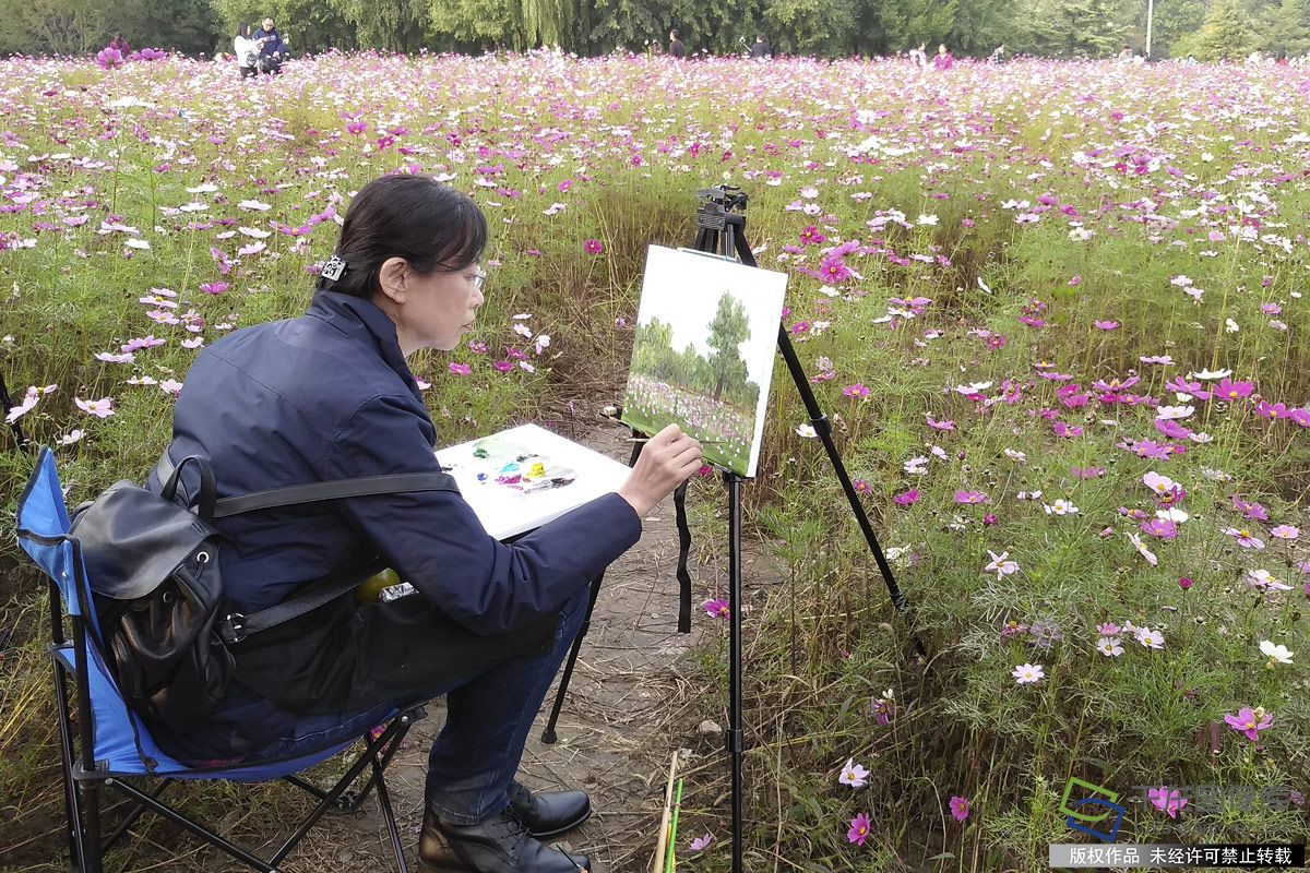 北京奧森公園百畝花海“代言”秋天童話