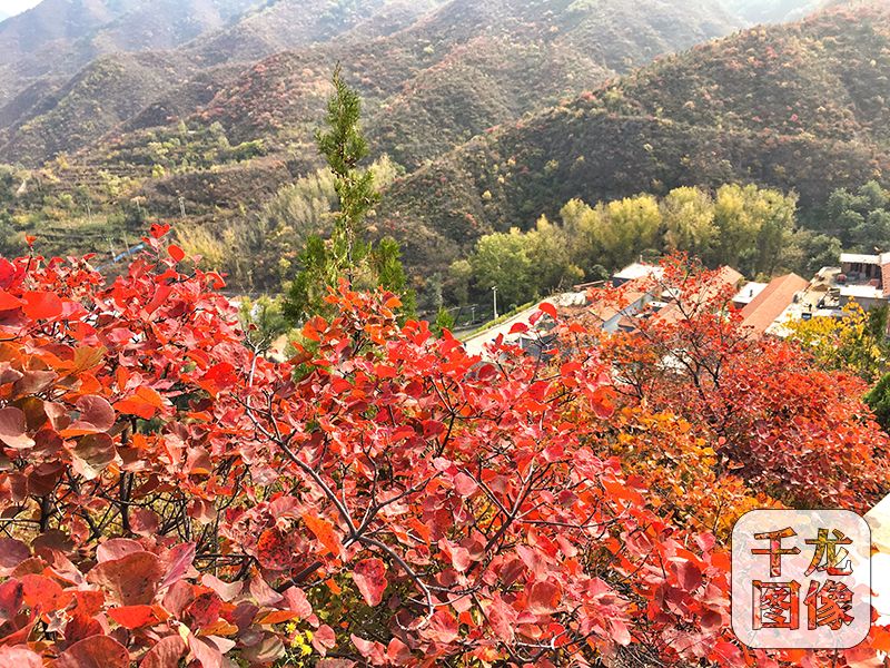 北京門頭溝清水鎮紅葉正當時