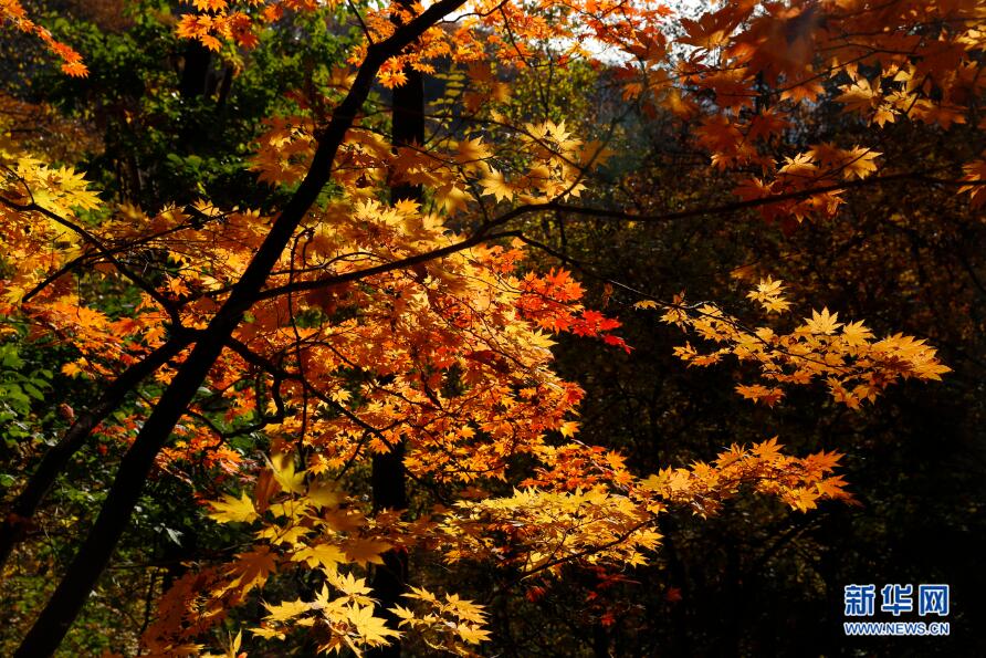 醉美金秋 紅葉盡染楓情萬種