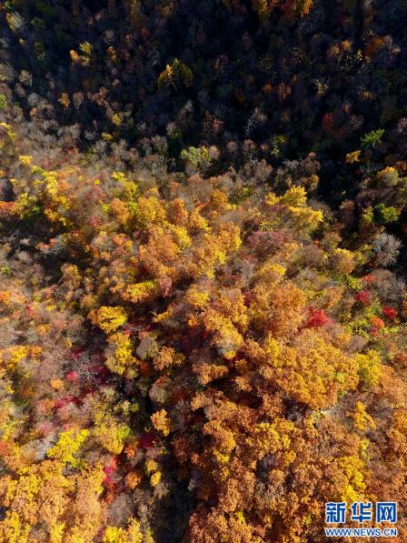 醉美金秋 紅葉盡染楓情萬種