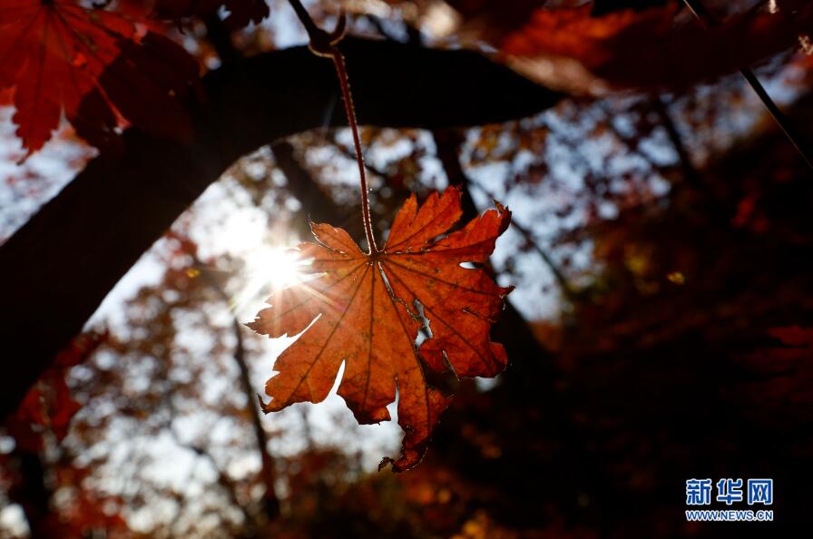 醉美金秋 紅葉盡染楓情萬種