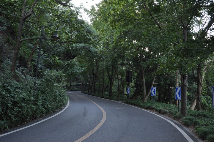 秋天的禮物 杭州這15條道路不掃落葉