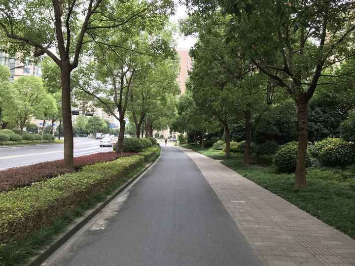 秋天的禮物 杭州這15條道路不掃落葉