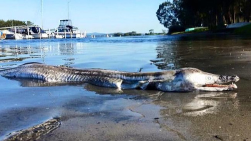 澳海灘出現“怪物”屍體：擁有海豚頭 鱷魚牙齒