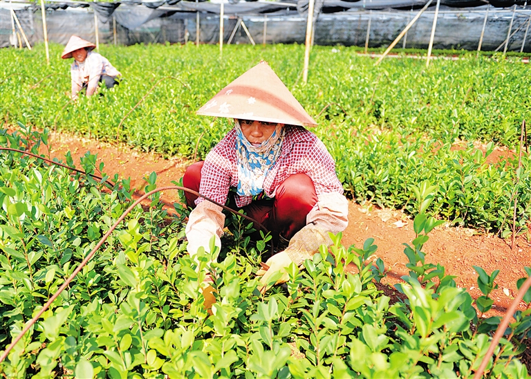 【焦點圖】【即時快訊】澄邁發展油茶産業為脫貧致富“加油”