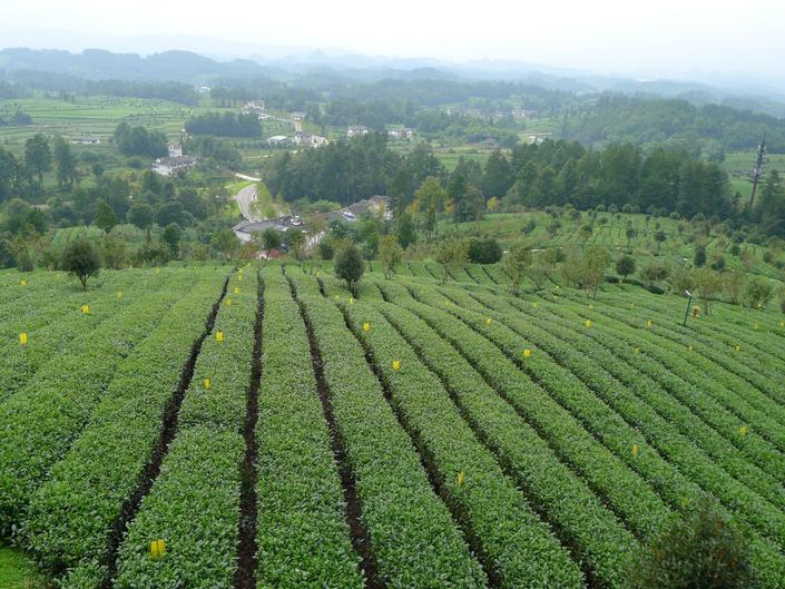 （黔茶貴水）告別金秋黃 國慶來貴州做“好色之徒”