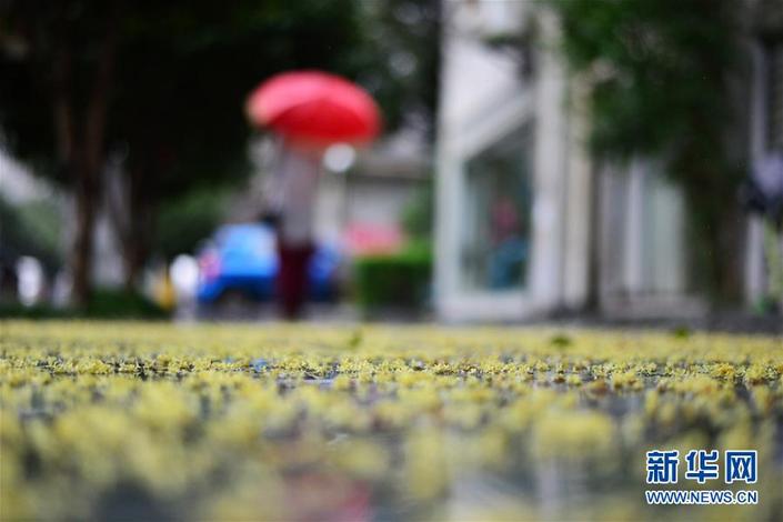 桂花雨韻