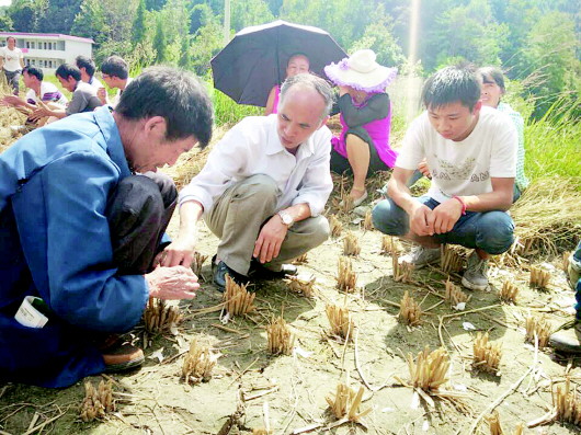 “科技顧問”田間地頭助力秋季攻勢