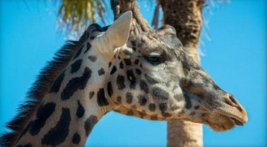 美國動物園一長頸鹿摔倒後無法站立 被安樂死