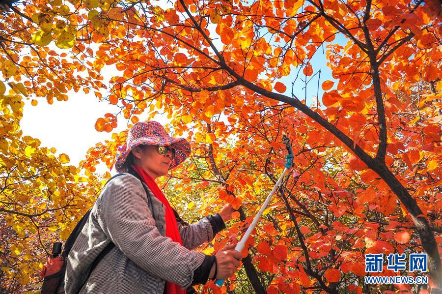 河北石家莊：金秋紅葉滿太行