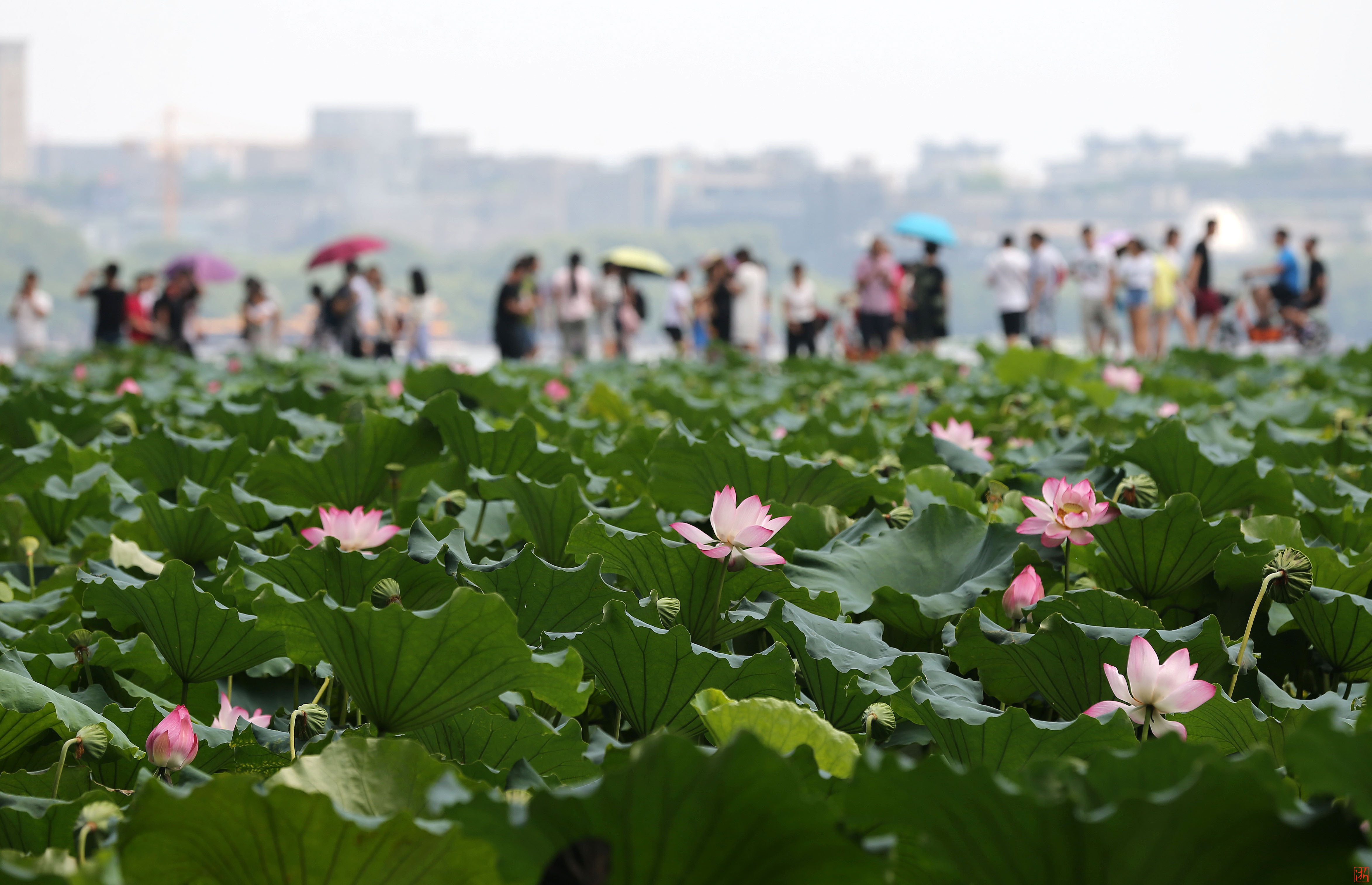 金秋杭州 邂逅西湖傲然綻放的“秋荷“