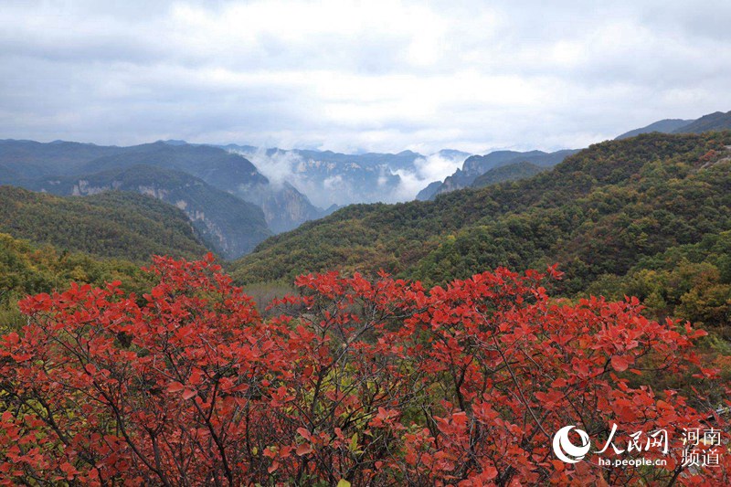 雲海紅葉顏值爆表 雲臺山繪就經典國畫