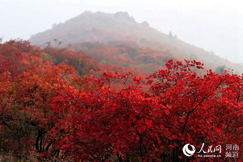 雲海紅葉顏值爆表 雲臺山繪就經典國畫